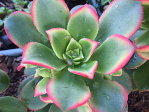 Succulents, Cactus, Indoor plants, and arrangements