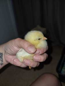 7 day old chick unsexed 
