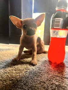 🐾🐕 teacup male chihuahua READY NOW 🐾🐕