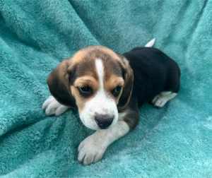Pure breed beagle pups- LAST ONE Male 
