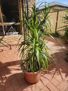 Dracaena pot plant