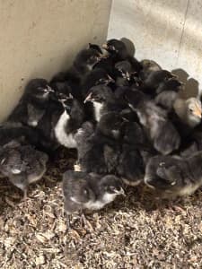Black Australorp chicks