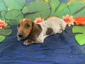READY NOW. Piebald Mini DACHSHUND Girl Parents DNA tested all clear