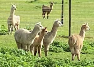 Alpaca fleece fibre for sale buy individual fleeces or mixed bags