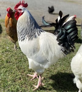 Wanted: WANTED - UNWANTED POULTRY - ROOSTER DROP OFF