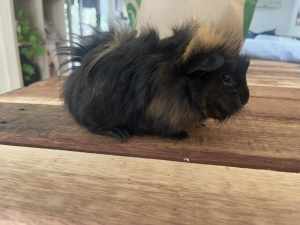 Guinea Pigs and cage for sale