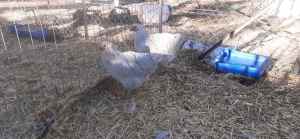Sussex pullets