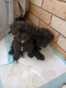 Puppy's Toy poodle X Maltese. female