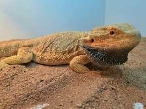 Breeding pair of young bearded dragons 