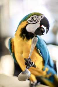 Hand raised Male Blue & Gold Macaw