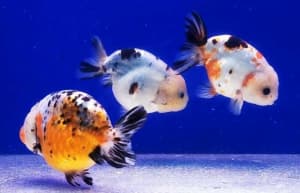 【Best Quality】 Imported Thai Oranda/Ranchu/Orchid tail/Butterfly Tail