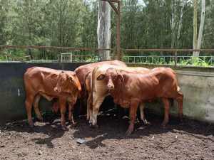 6 quality droughtmaster heifers 