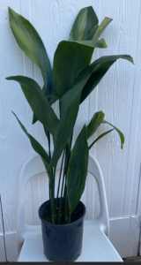 Indoor Plant - Aspidistra Elatior