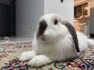 Bunny for rehome