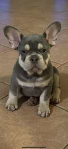 FRENCH BULLDOG PUPPIES FOR SALE- ONLY 3 LEFT!