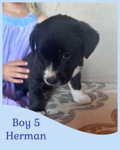 Beautiful puppies - one female & male left