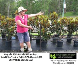 Magnolia Little Gem Quality Plants Feature Tree Mudgeeraba Gold Coast South Preview