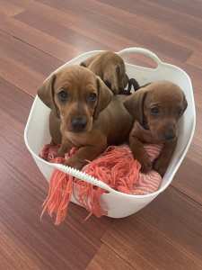 Gorgeous dachshund puppies ready for loving homes