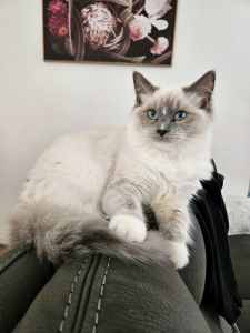 Mitted Lilac Point Ragdoll