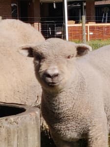 Southdown Babydoll Sheep