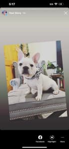 French bulldog puppy!! FOUND HOME Aussie bulldogs pups available 