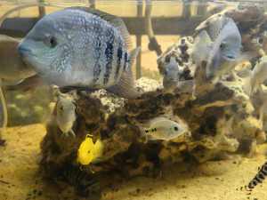 Blue texas cichlids large or small
