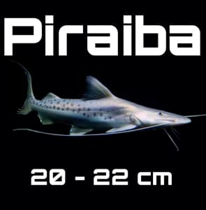 20-22cm Piraiba Catfish