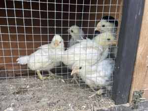 Chickens / chicks 2-4 wk old (Araucana breed)