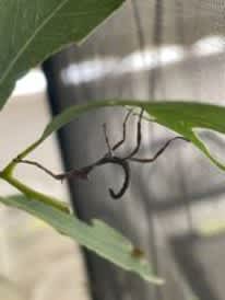 Children and other stick insects