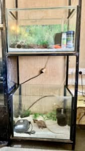 2 Fish Tanks On Stand - Complete Set Ups