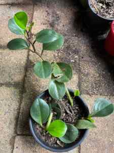 Tropical low maintenance plant Peperomia. In pots. From. $4