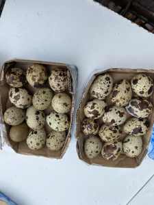Fertile Japanese Quail Eggs