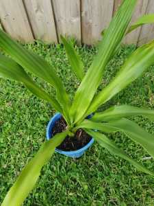 Gymea Lily - Doryanthes excelsa