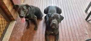 Cane Corso x German Shepherd puppies