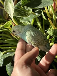Budgies for SALE