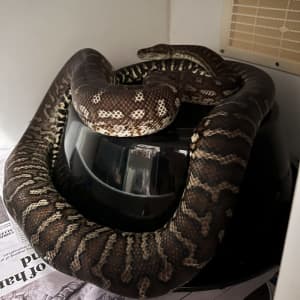 Female bredli python