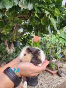 Adorable Baby Guinea Pigs for Sale (SOLD)