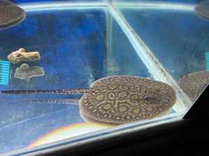 Stingray pups for sale