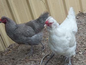 Hens for sale - Murdoch
