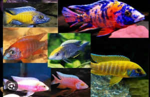 Wanted African Cichlid