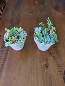 Succulents decorative in pots