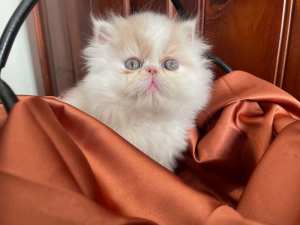 Persian Kitten, Purebred Pedigree Super Affectionate