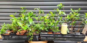 Small Starter Plants for Bonsai