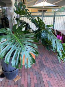 One large Monstera plant in large pot for sale