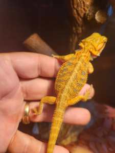 Young Bearded dragons great colours 