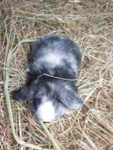 Mini/dwarf lop rabbits