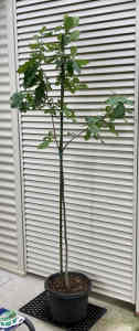 🌳 Advanced English Oak Tree (3 Yrs Old) - $145 - 1.8 Mtrs Tall