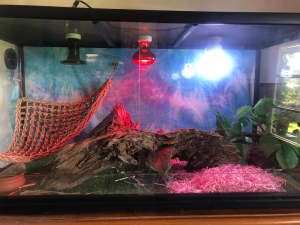 Large glass reptile tank and accessories