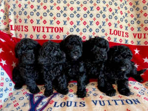Amazing Toy Cavoodle Puppies