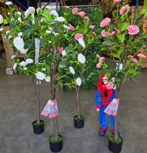 Spidey Boneys Flash Sale on 180cm Camellia Trees